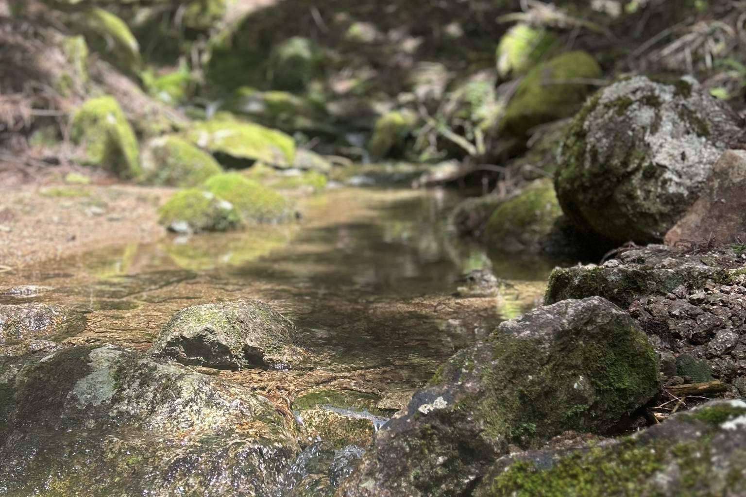 Ecológico + Medio Ambiente = Salud! La fórmula del Bienestar de Grattitude.es