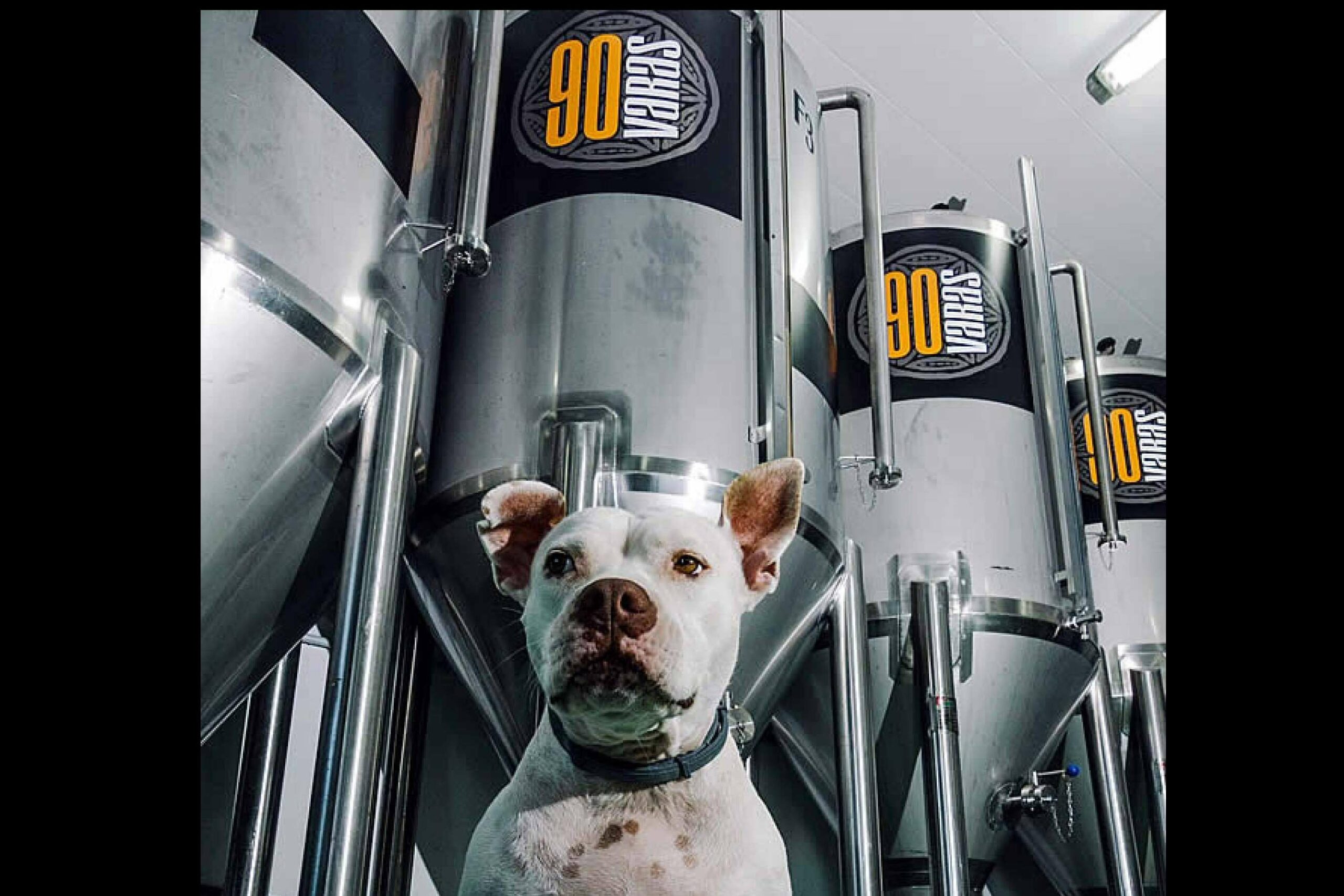 ¡90 Varas se refresca este verano con su nueva cerveza de trigo e invita a brindar en la Ruta Amor a Primera Birra!