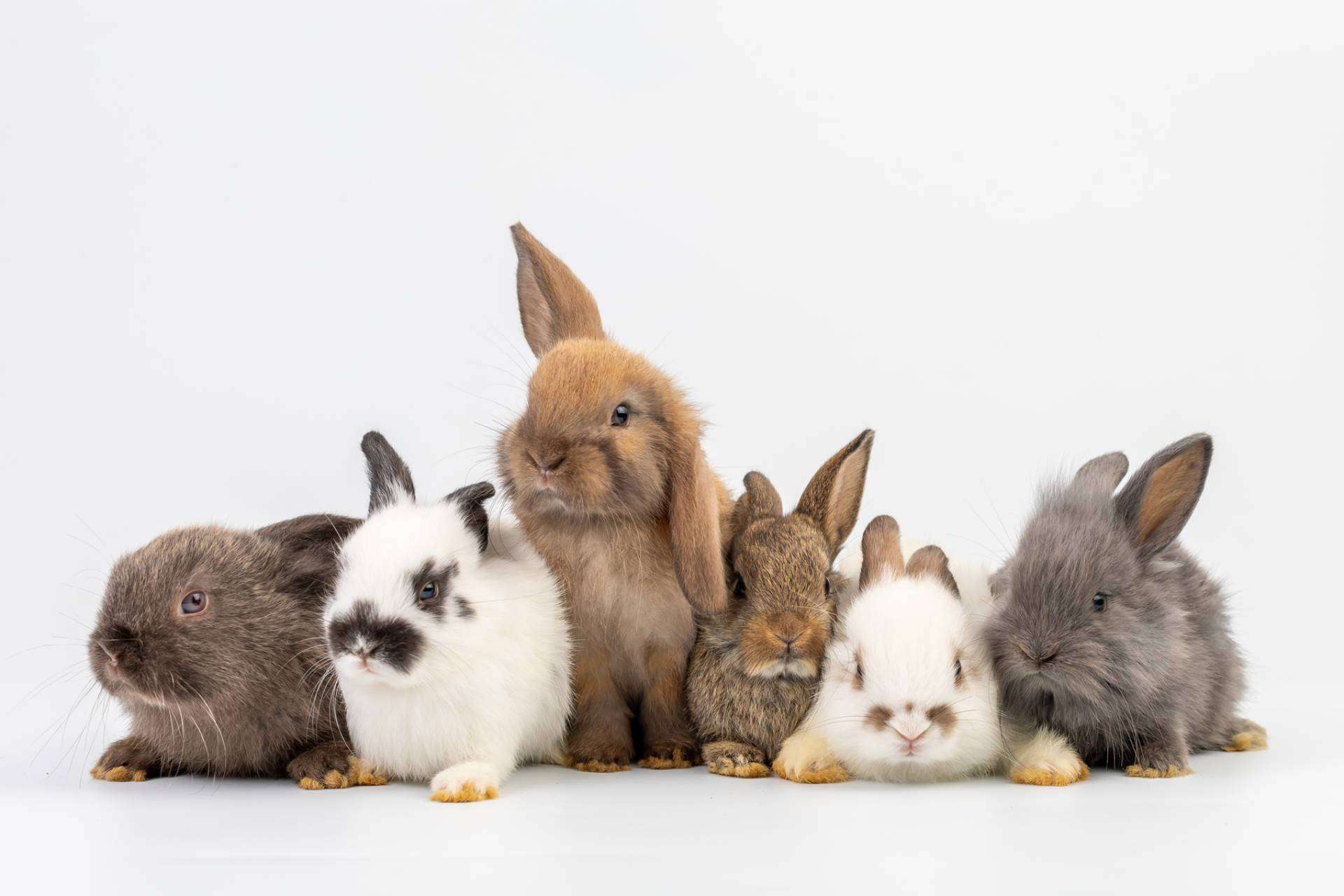 Lanzamiento Exclusivo en España; Primer Seguro de Salud para Conejos que Cubre Todos los Gastos Veterinarios