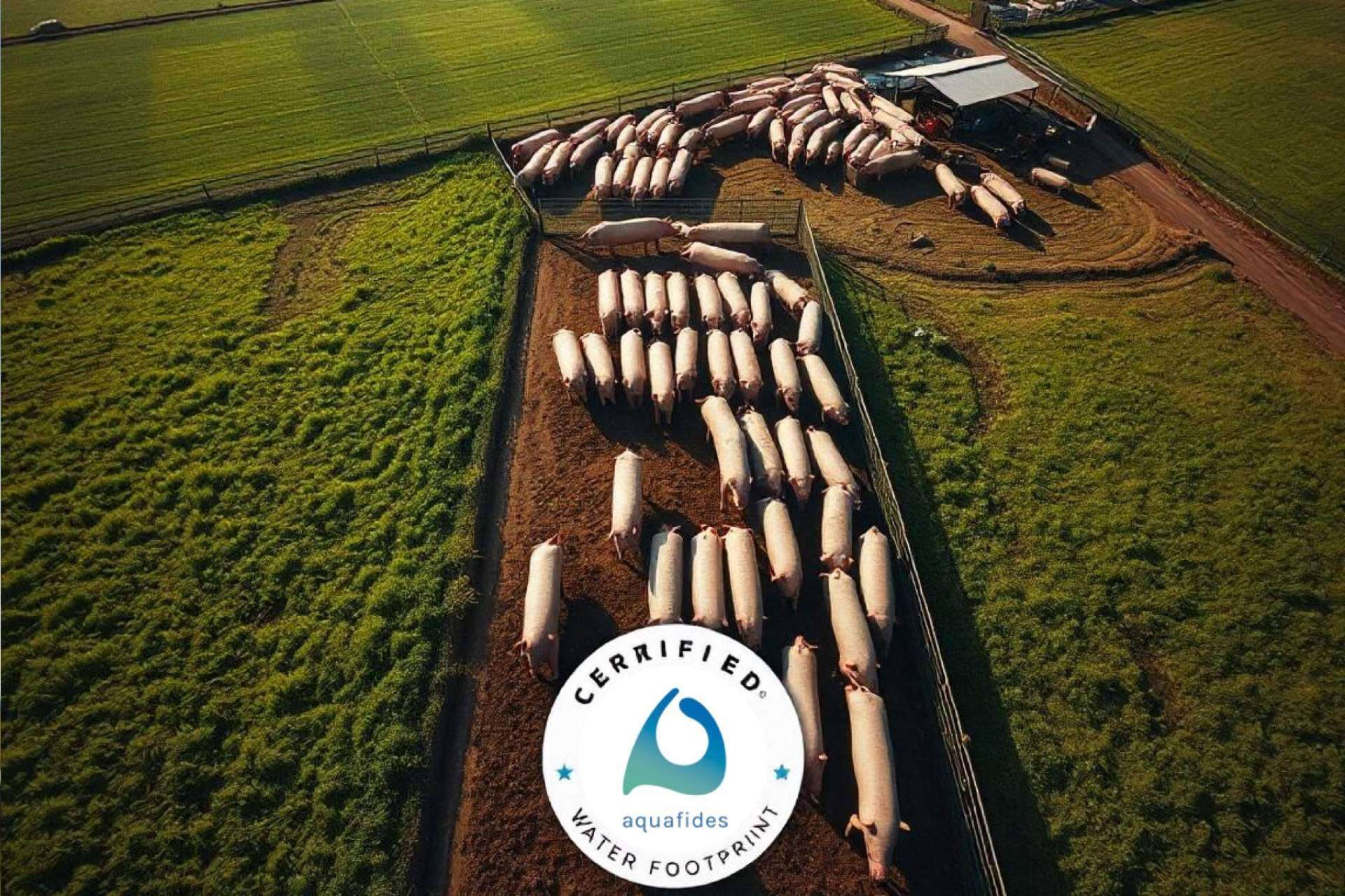 Reduciendo la huella hídrica en el sector porcino; Estrategias clave para un futuro sostenible