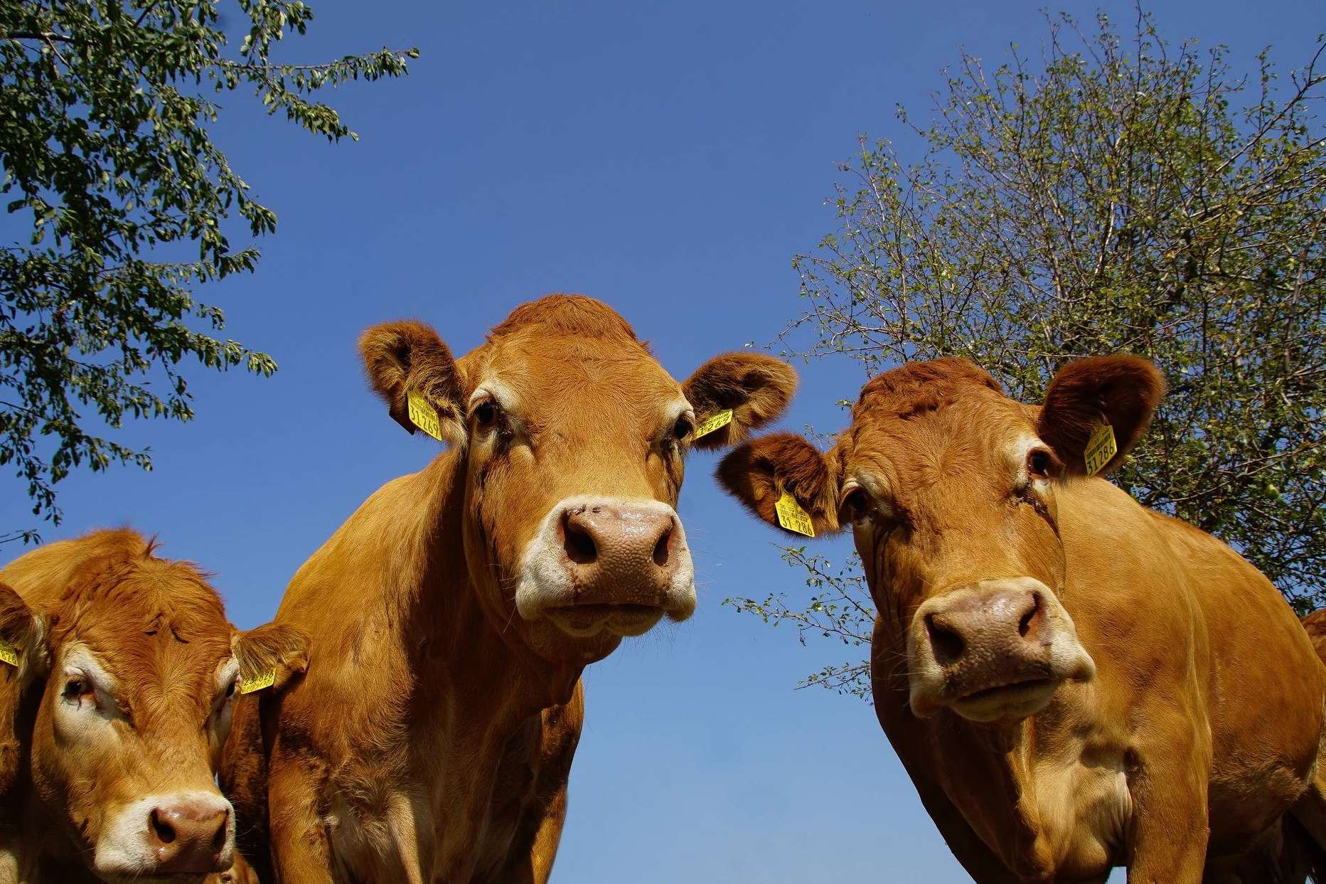 El G.O. TransferEMB optimiza la producción de carne de vacuno con innovadoras técnicas reproductivas