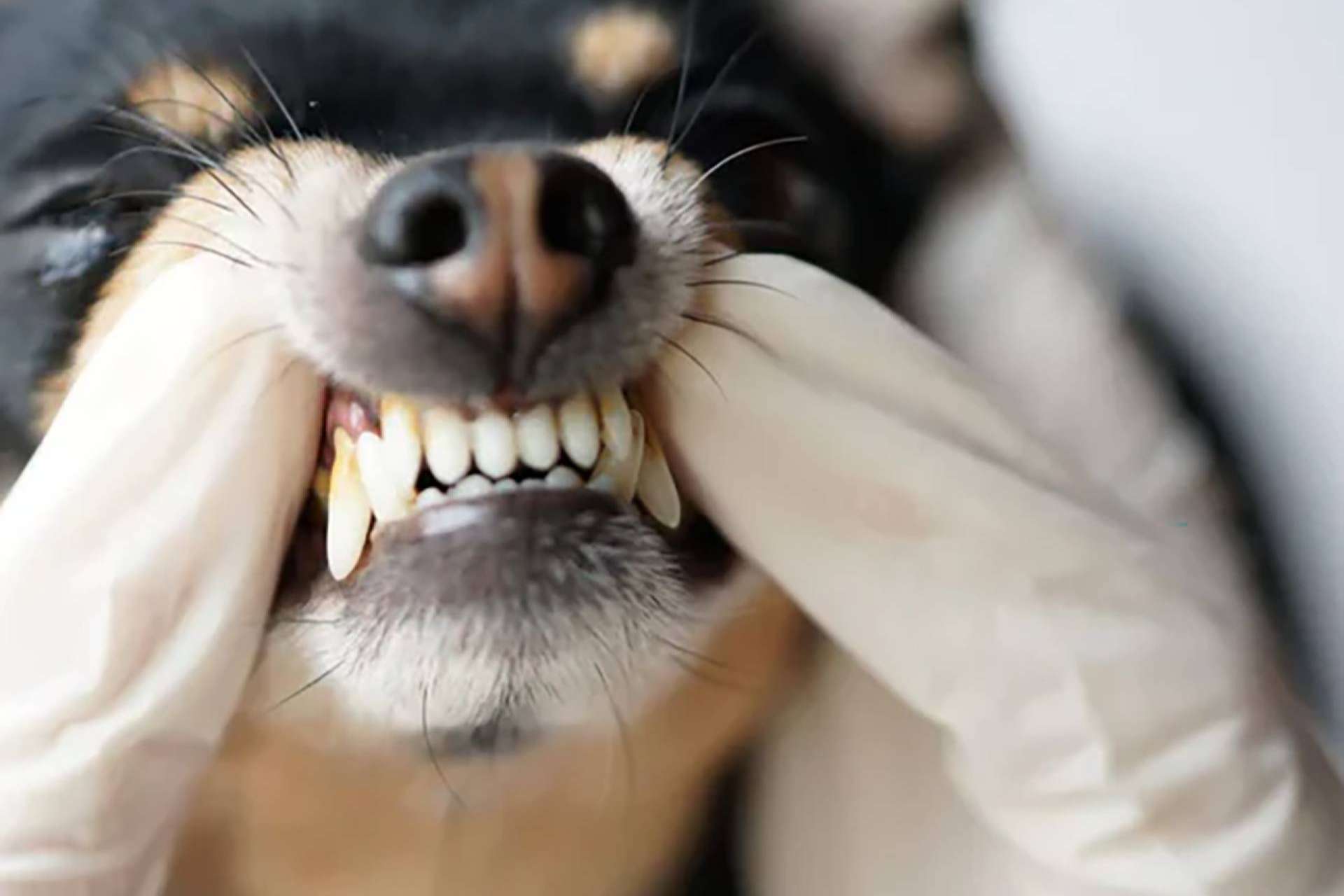 Kalzyme K9 revoluciona la salud bucal de los perros de servicio con tecnología enzimática sueca