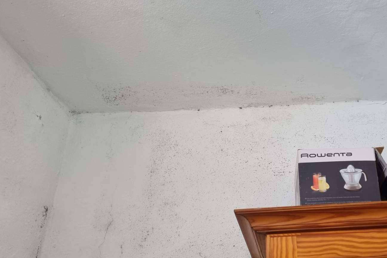 Moho; un enemigo invisible que afecta a la salud y al hogar