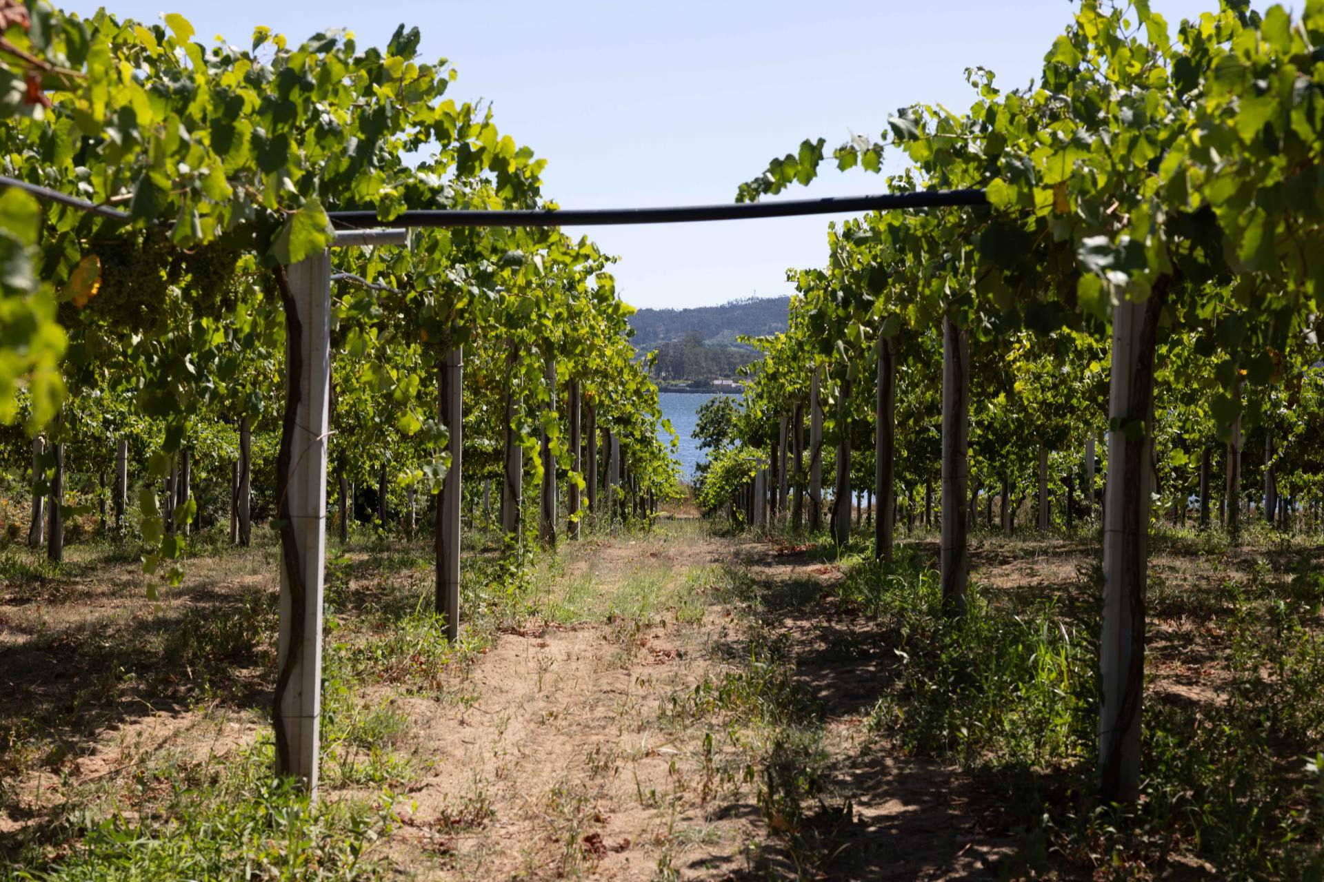 DO Rías Baixas y DOP Los Pedroches, invitan a un otoño de sabor y experiencias auténticas