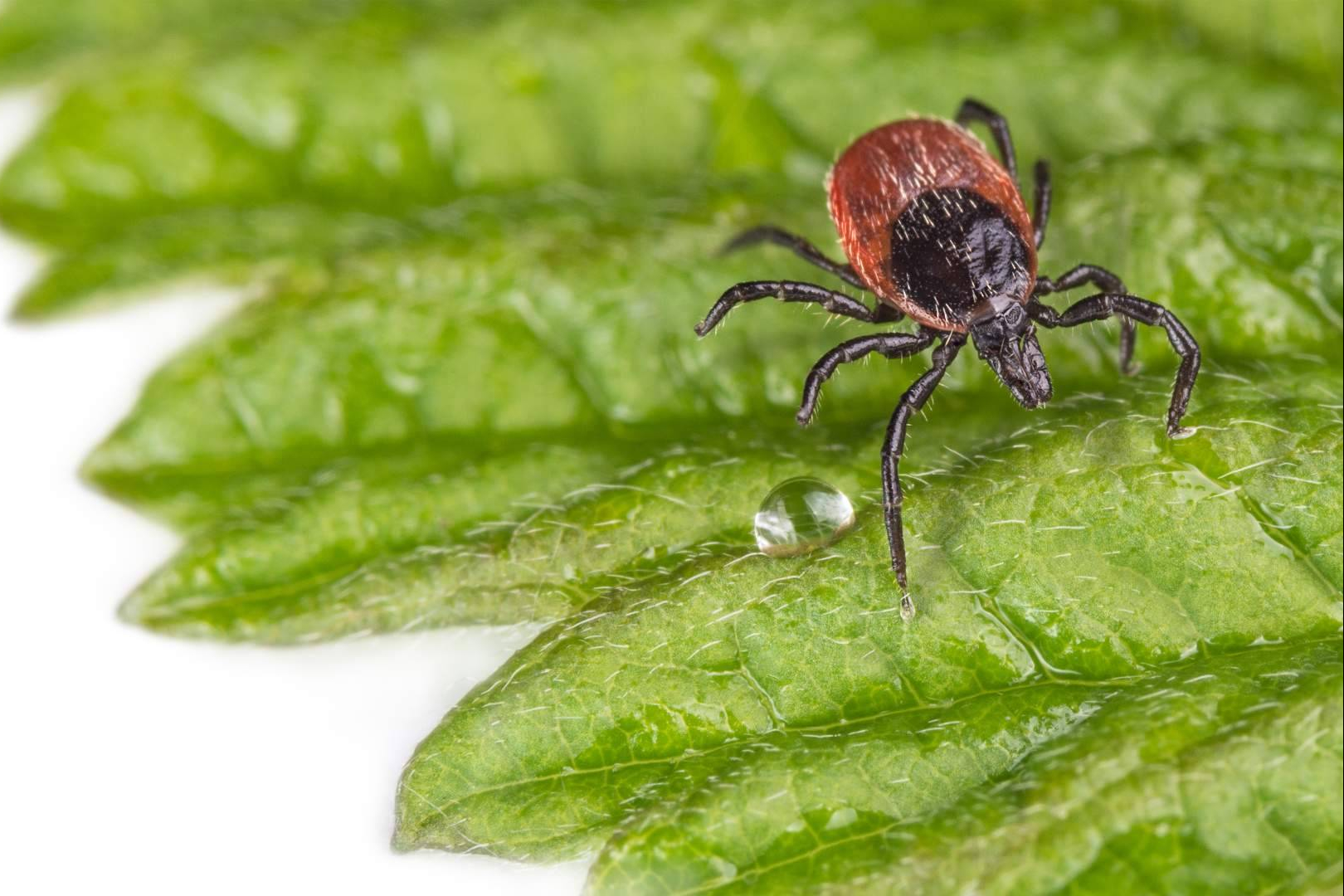 IAH Wellness revoluciona el tratamiento de Lyme y confecciones con su protocolo LACI®