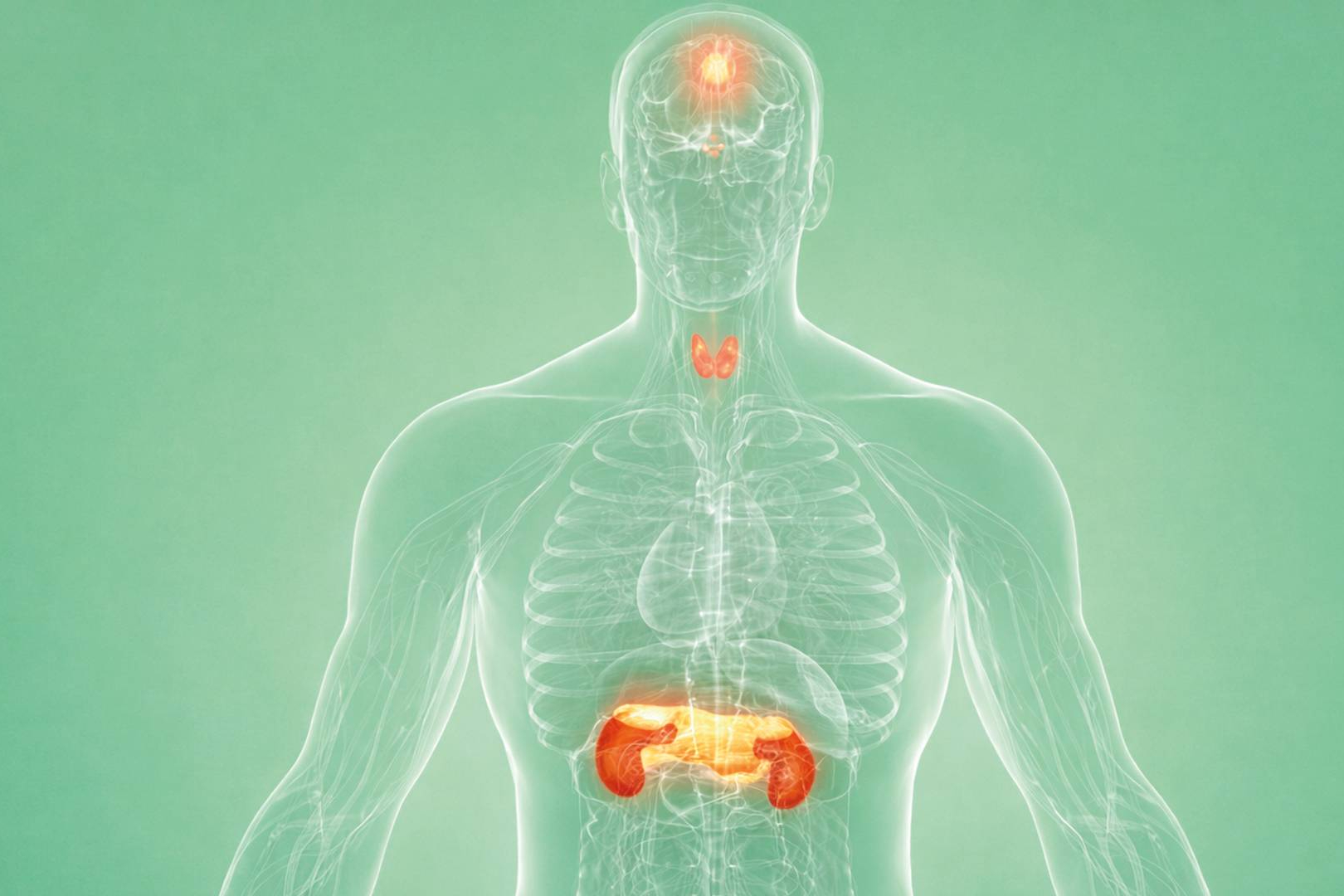 Un riesgo invisible en casa; los disruptores endocrinos