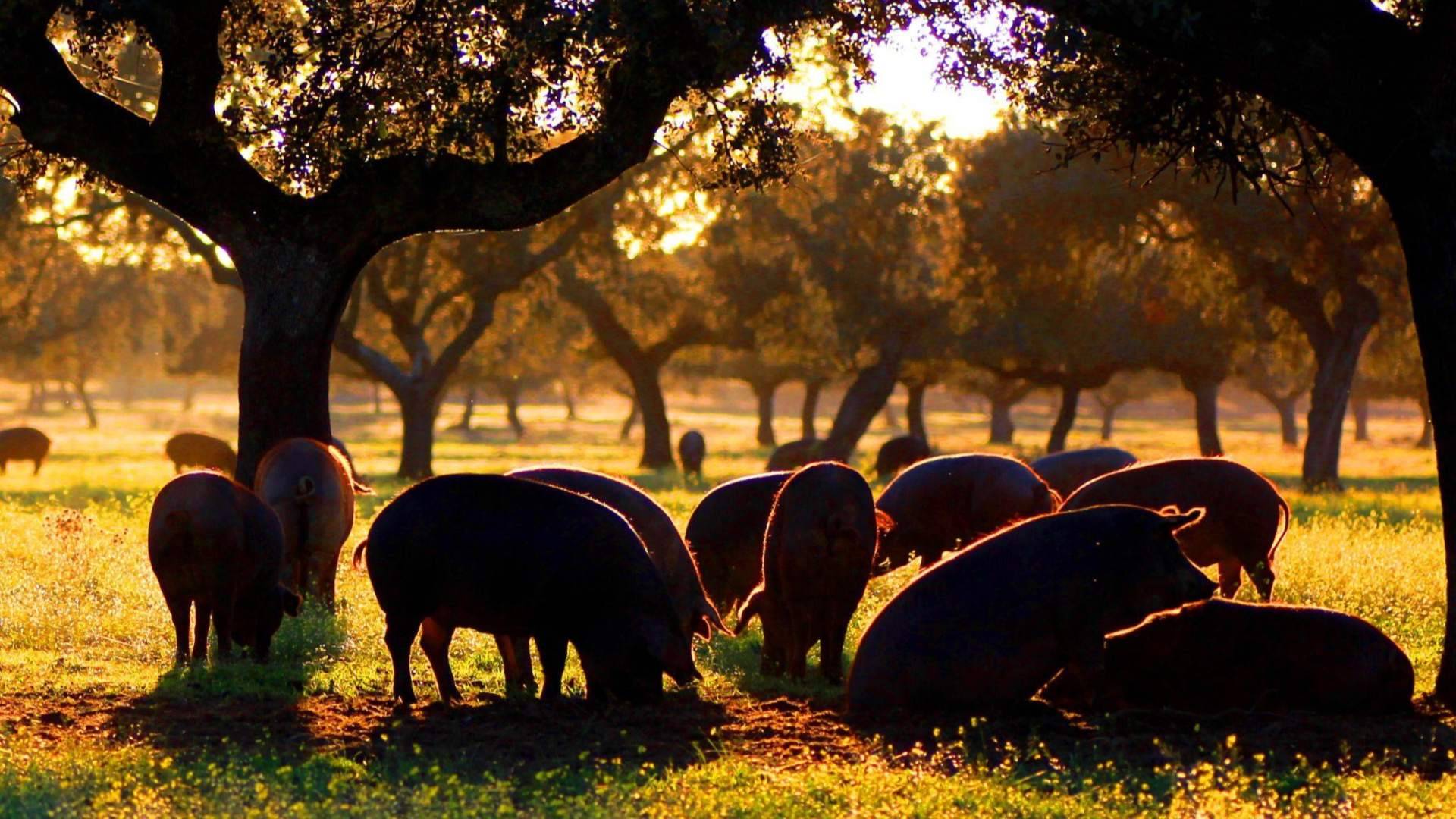 País de Quercus ahora es Dehesium, nuevo nombre para reforzar su identidad ligada a carnes de la dehesa