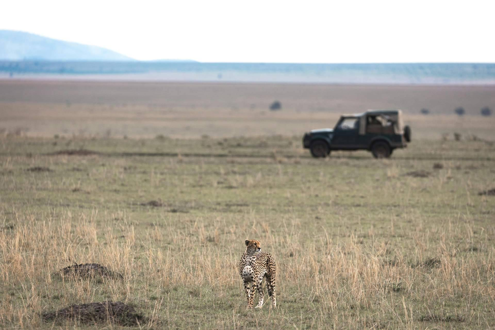 España se sitúa entre los principales mercados europeos interesados en safaris