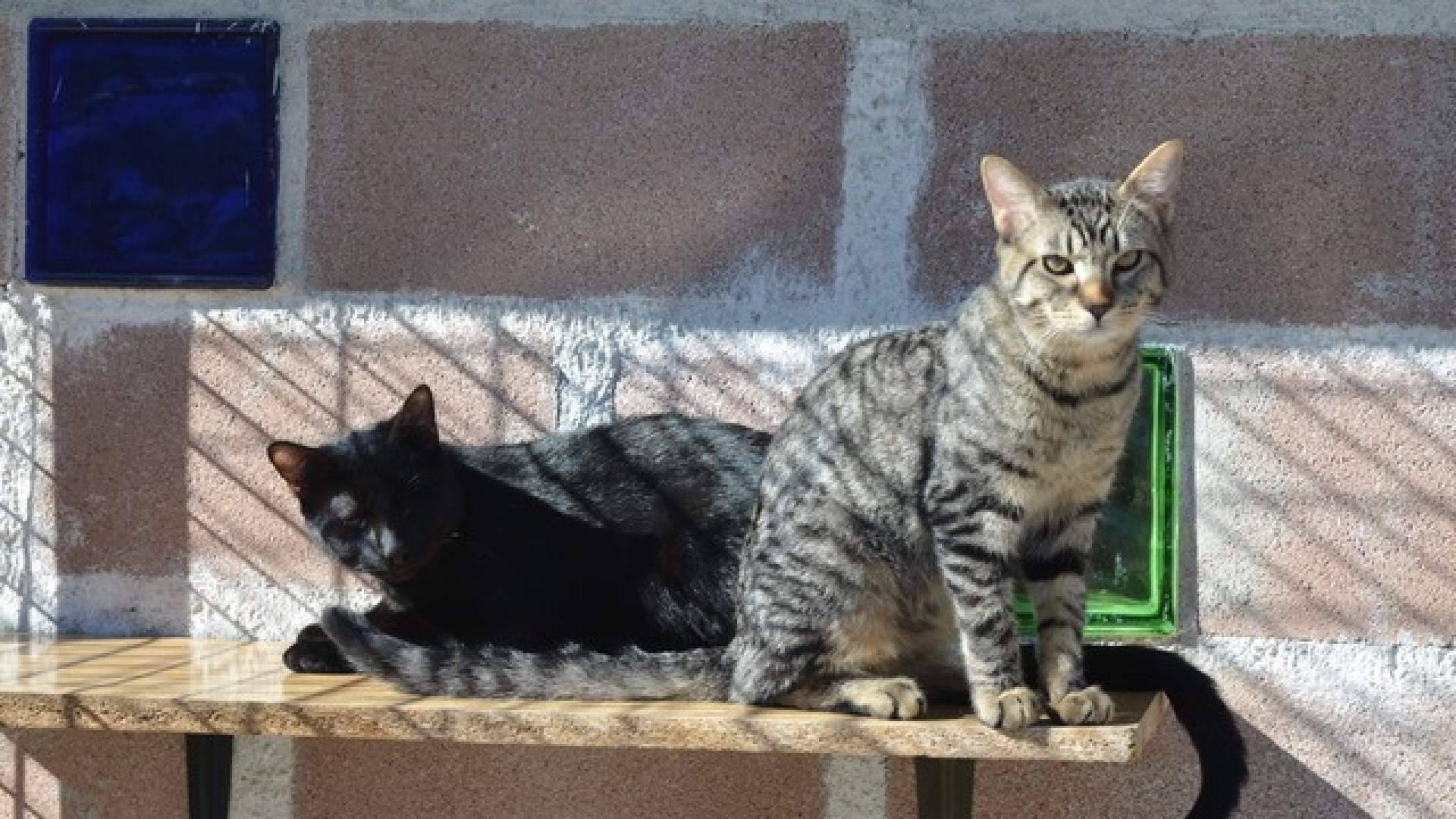 Granja La Luna, una residencia de verano para mascotas que inspira confianza a las familias