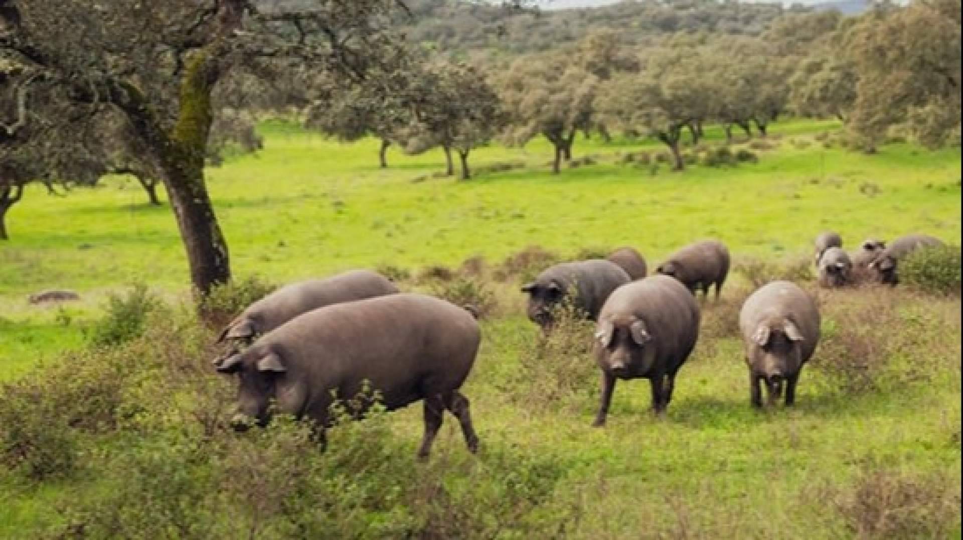 El ibérico como regalo gastronómico para celebraciones