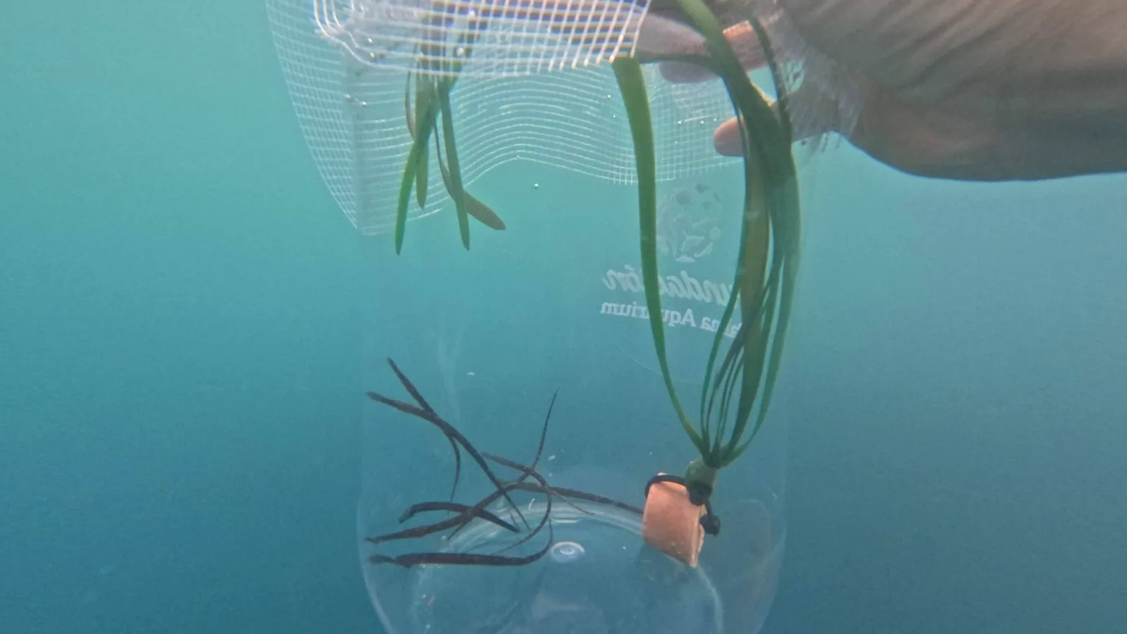 Un total de 55 peces pipa son liberados en el mar Balear como hito del Proyecto Peces Pipa