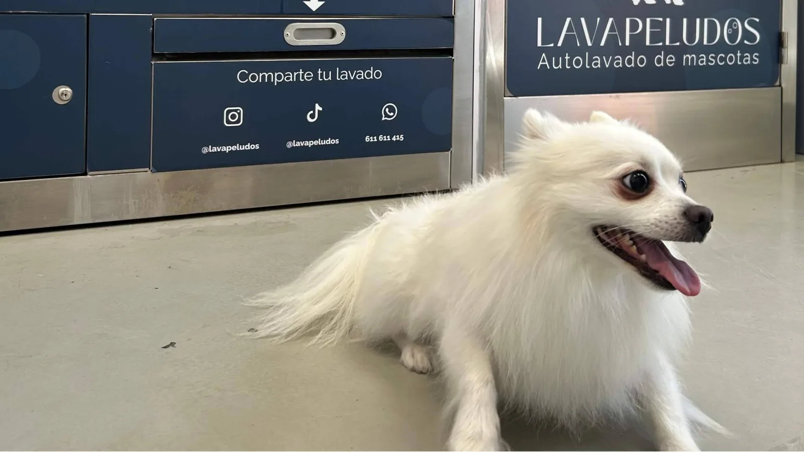 Lavapeludos revoluciona el cuidado de las mascotas con un servicio rápido, económico y sin cita previa